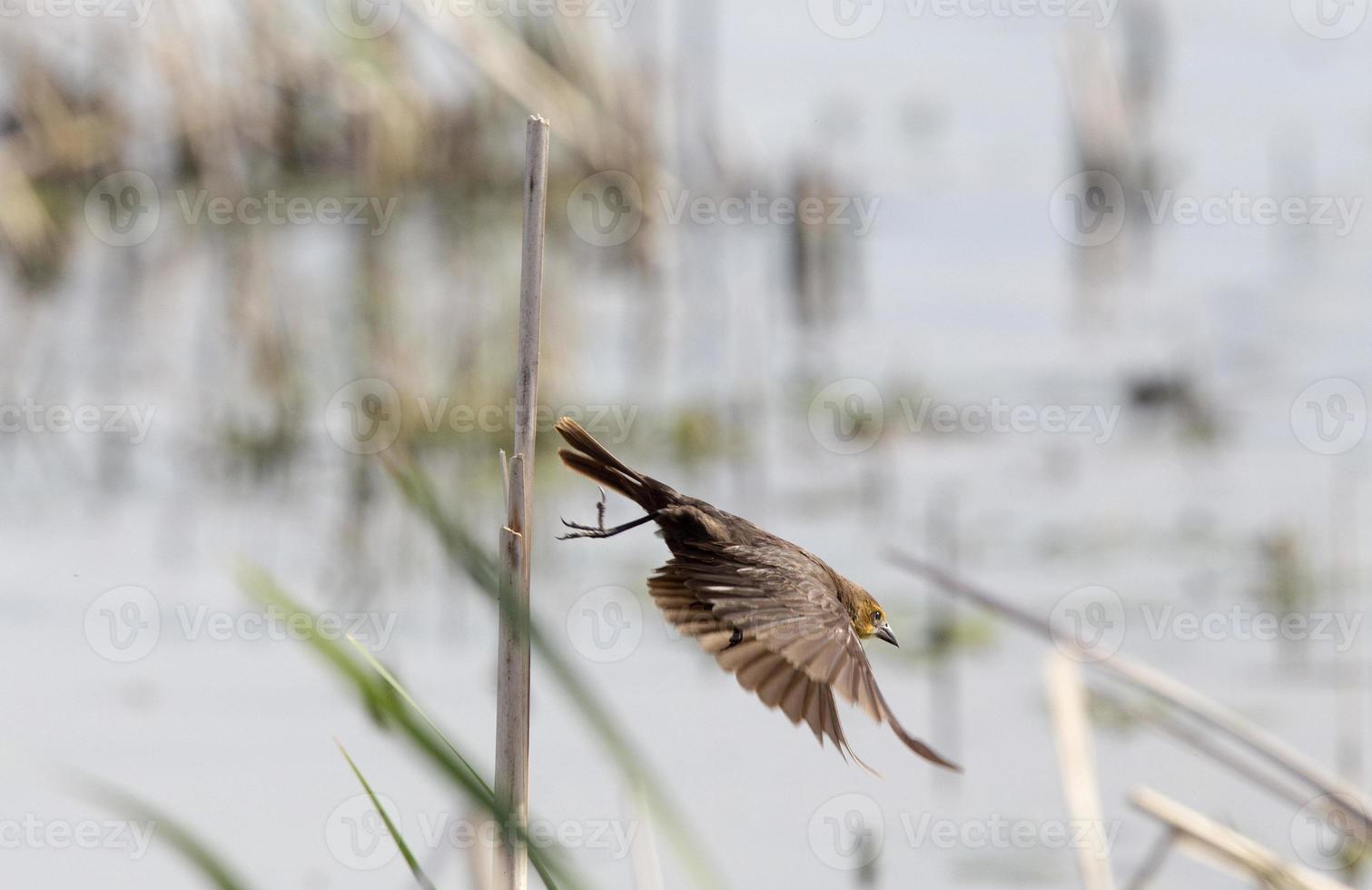 weibliche gelbköpfige Amsel foto