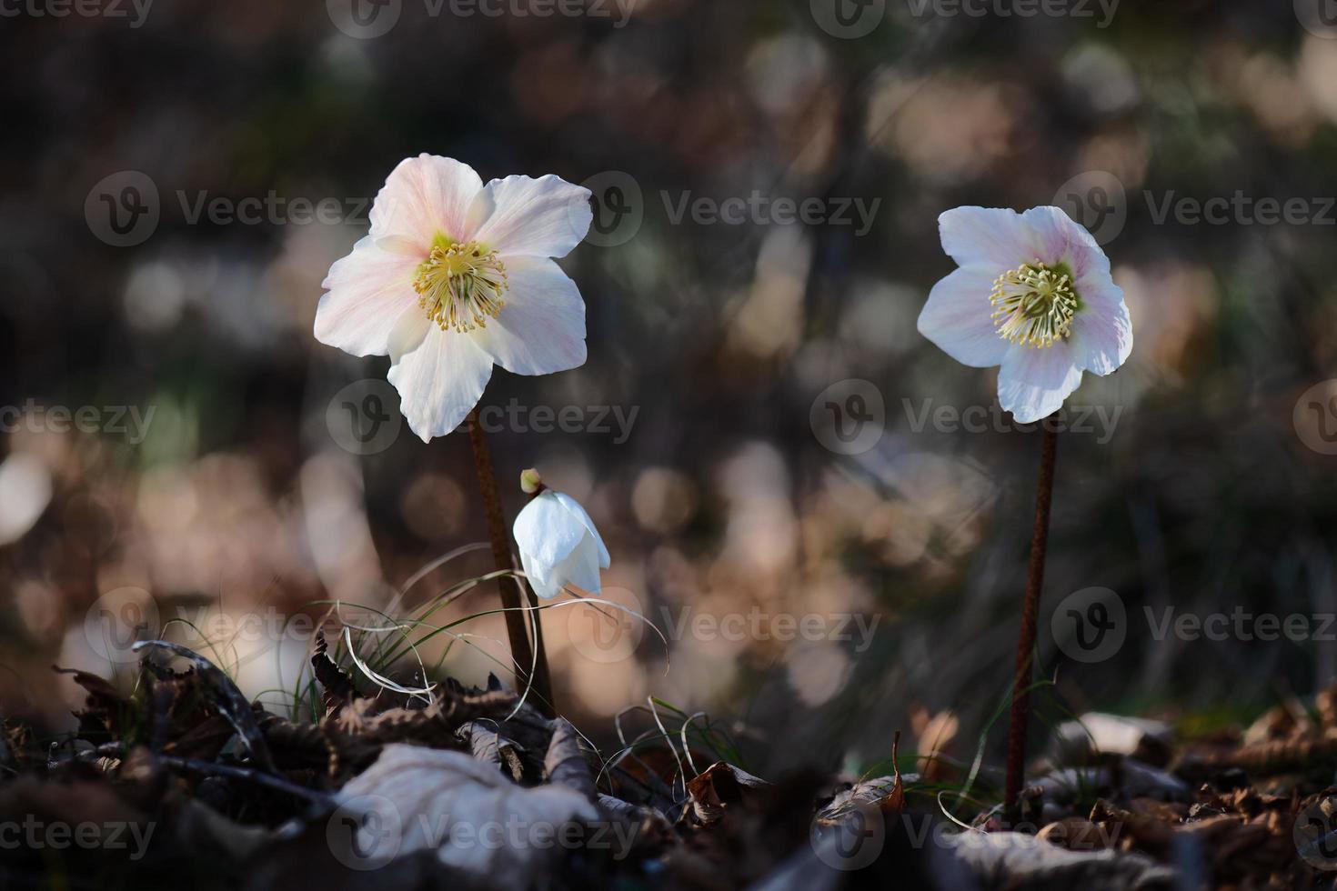 helleborus blüht im wald vor februar foto