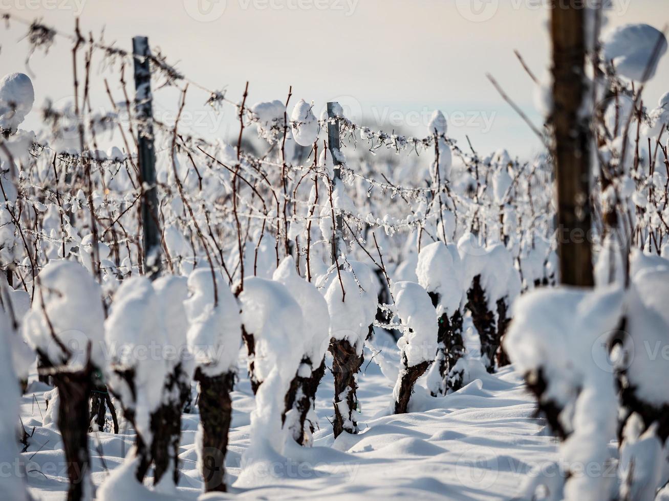 Elsässer Weinberge unter starkem Schneefall an einem sonnigen Wintertag. Details und Draufsicht. foto