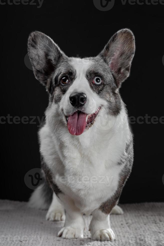 Schöner grauer Corgi-Hund mit verschiedenfarbigen Augen Nahaufnahme emotionales Porträt foto