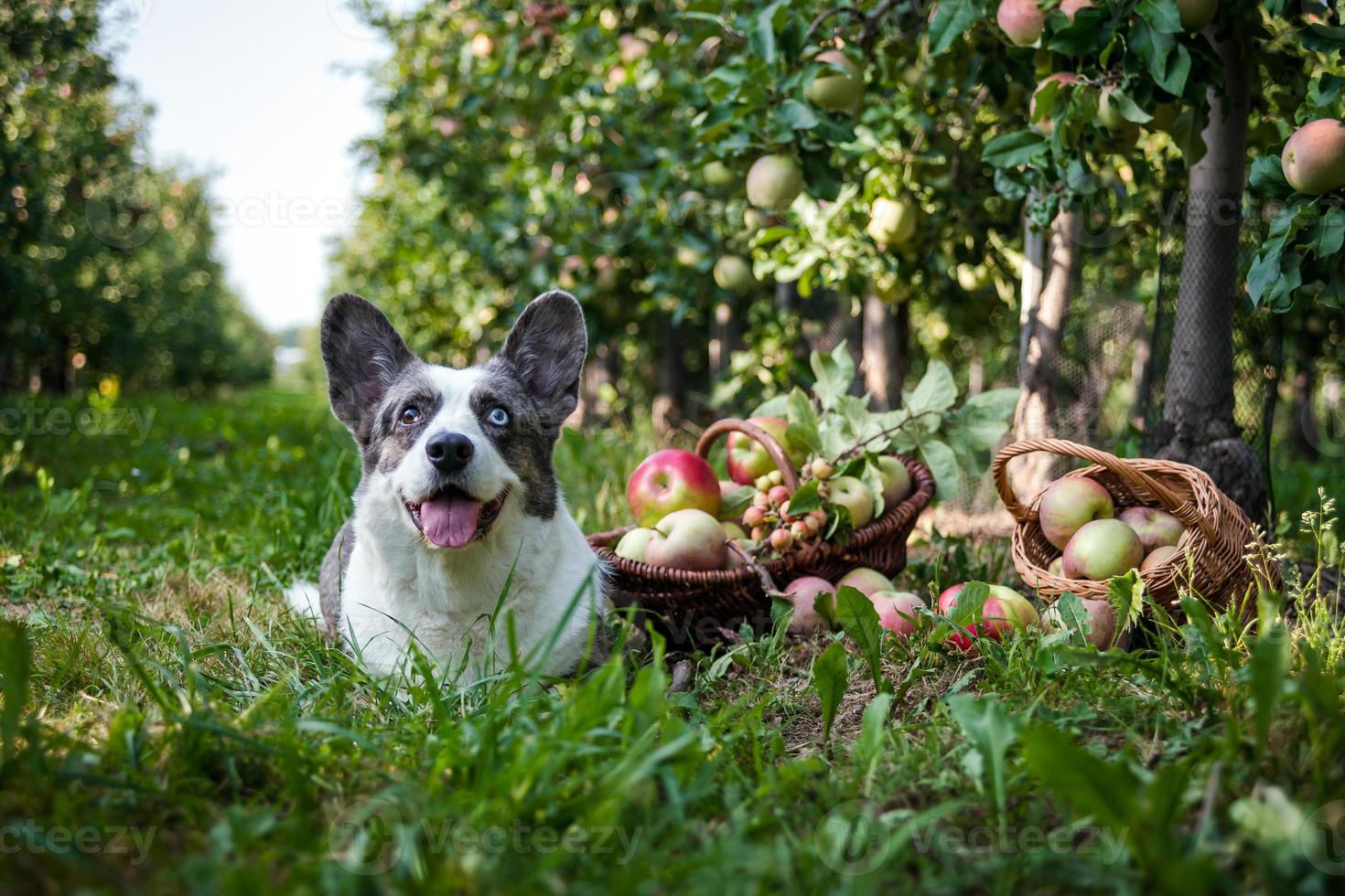 Ein Corgi-Hund liegt in der Nähe eines Korbes mit reifen Äpfeln in einem großen Apfelgarten foto