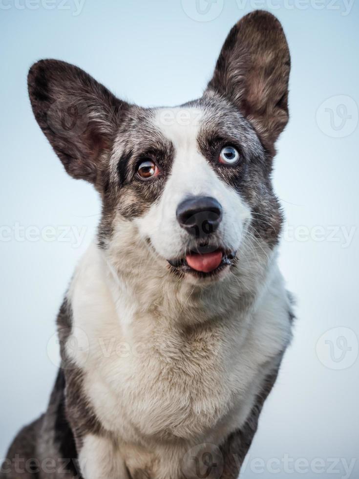 Der hübsche graue Corgi-Hund zeigt Standardhaltung und Porträt b Haustiertraining foto