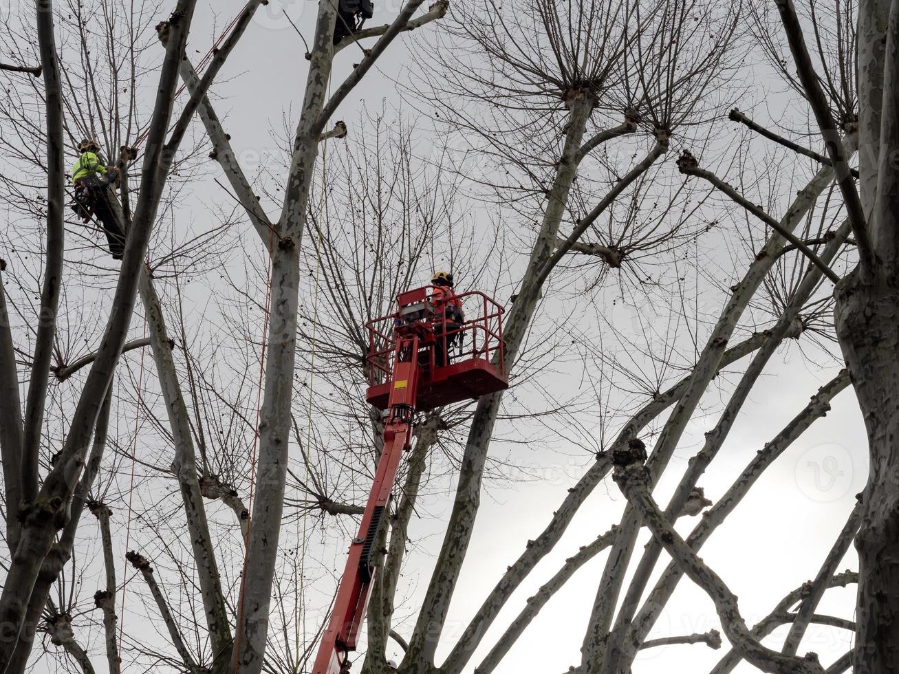 Arbeiter fällen im Winter riesige Platanen. Aufzug, Baumaschinen. foto