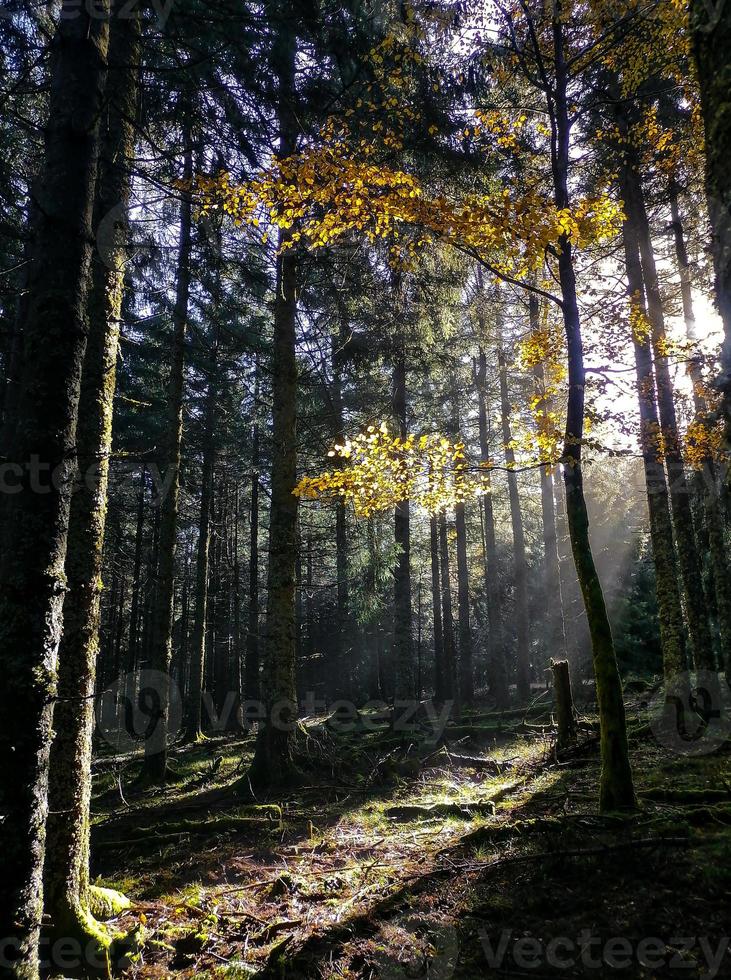 Sonnenaufgang im nebligen Herbstwald foto