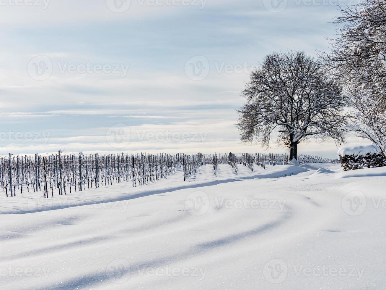 Elsässer Weinberge unter starkem Schneefall an einem sonnigen Wintertag. Details und Draufsicht. foto