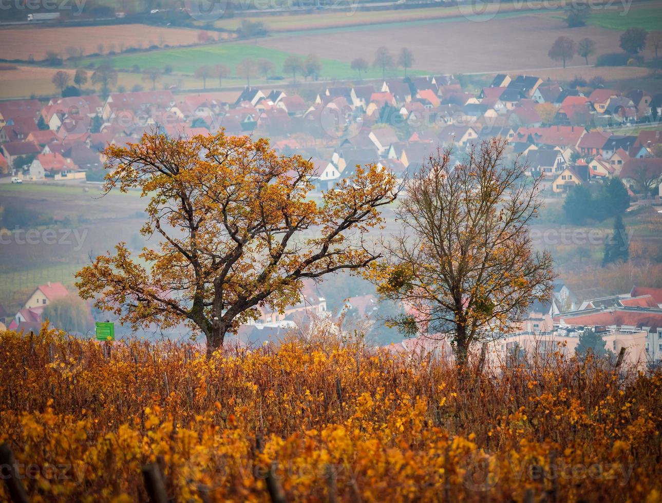 Orangerot rostfarbene Weinberge im Elsass. Herbstlandschaft nach der Ernte. foto