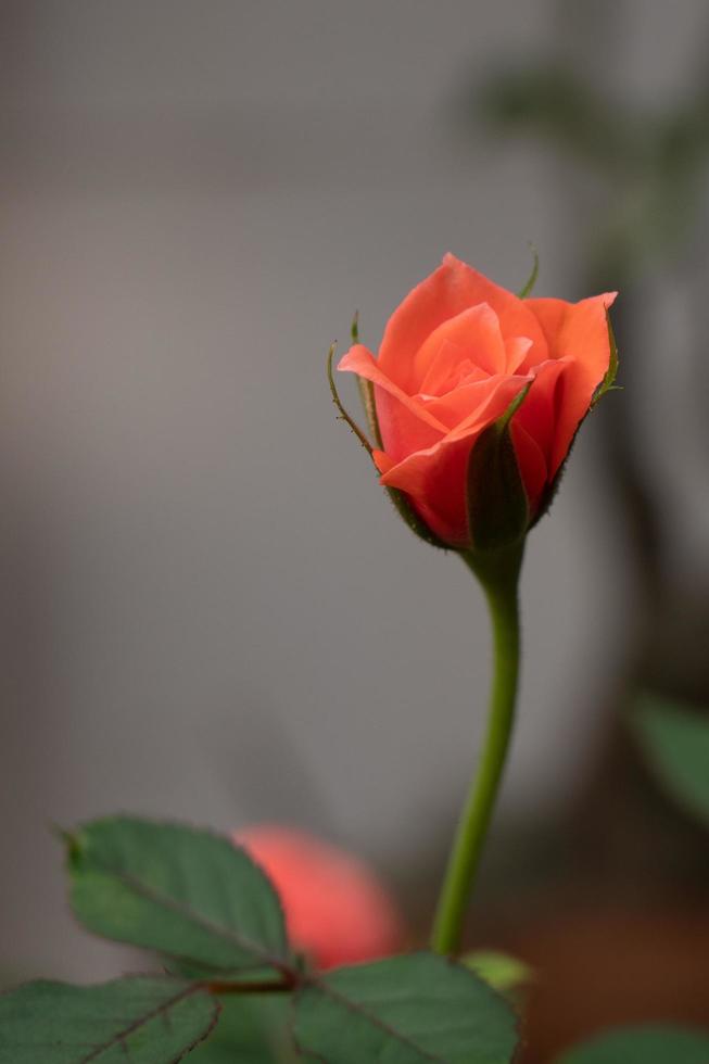 Nahaufnahme kleine Rose namens Damaszener Rose, Farbe alte Rose, zeigt Blütenblätter und Blumenschichten, natürliches Licht, im Freien foto