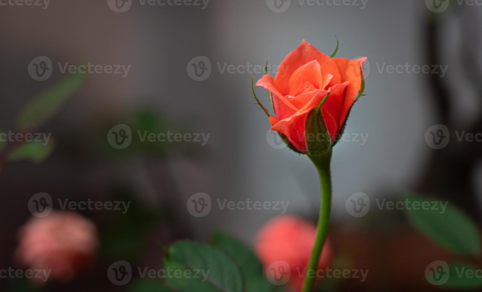 Nahaufnahme kleine Rose namens Damaszener Rose, Farbe alte Rose, zeigt Blütenblätter und Blumenschichten, natürliches Licht, im Freien foto