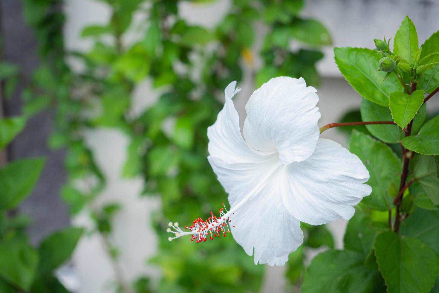 Hibiskusblüte oder Schuhblüte, chinesische Rose weiß mit roten Staubgefäßen. Outdoor-Blume weiße Blütenblätter lange Staubblätter. Spitzname Königin der tropischen Blume. foto