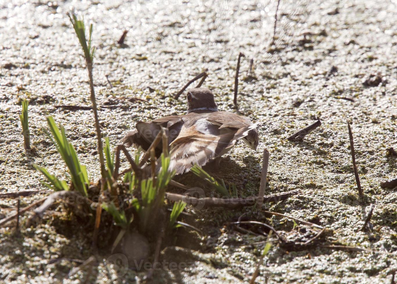 Kildeer-Warnung Kanada foto