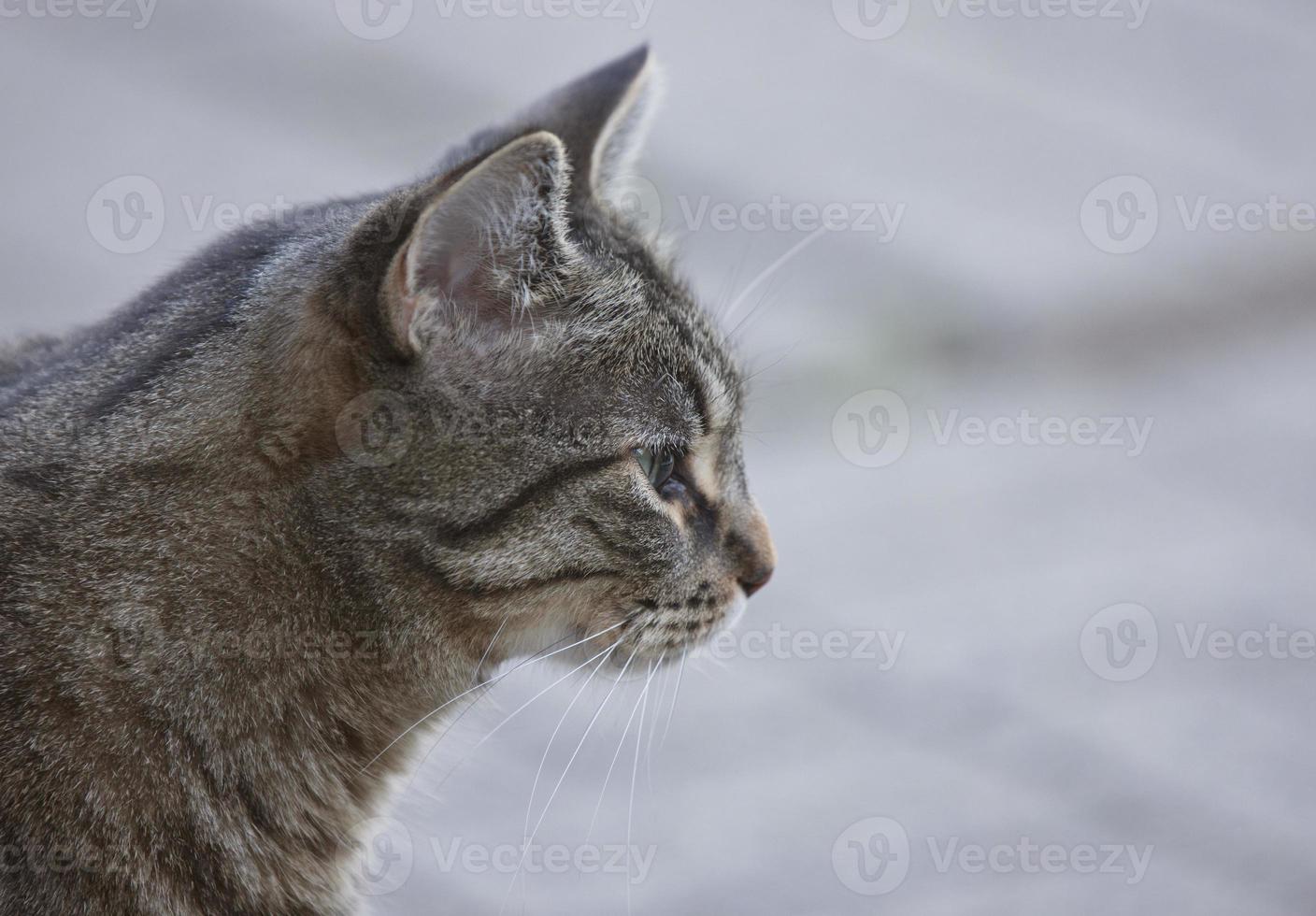 getigerte katze hautnah foto