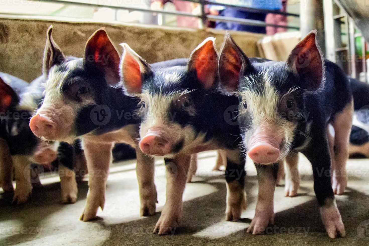 Schwarze Schweine- oder Kurobuta-Arten in der Schweinefarm foto