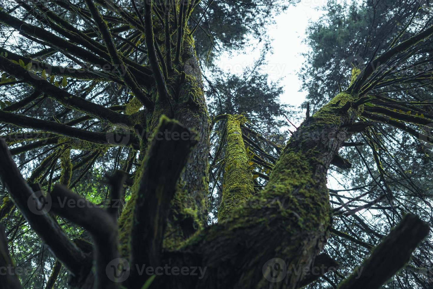 alte Bäume und Moos im Regenwald foto