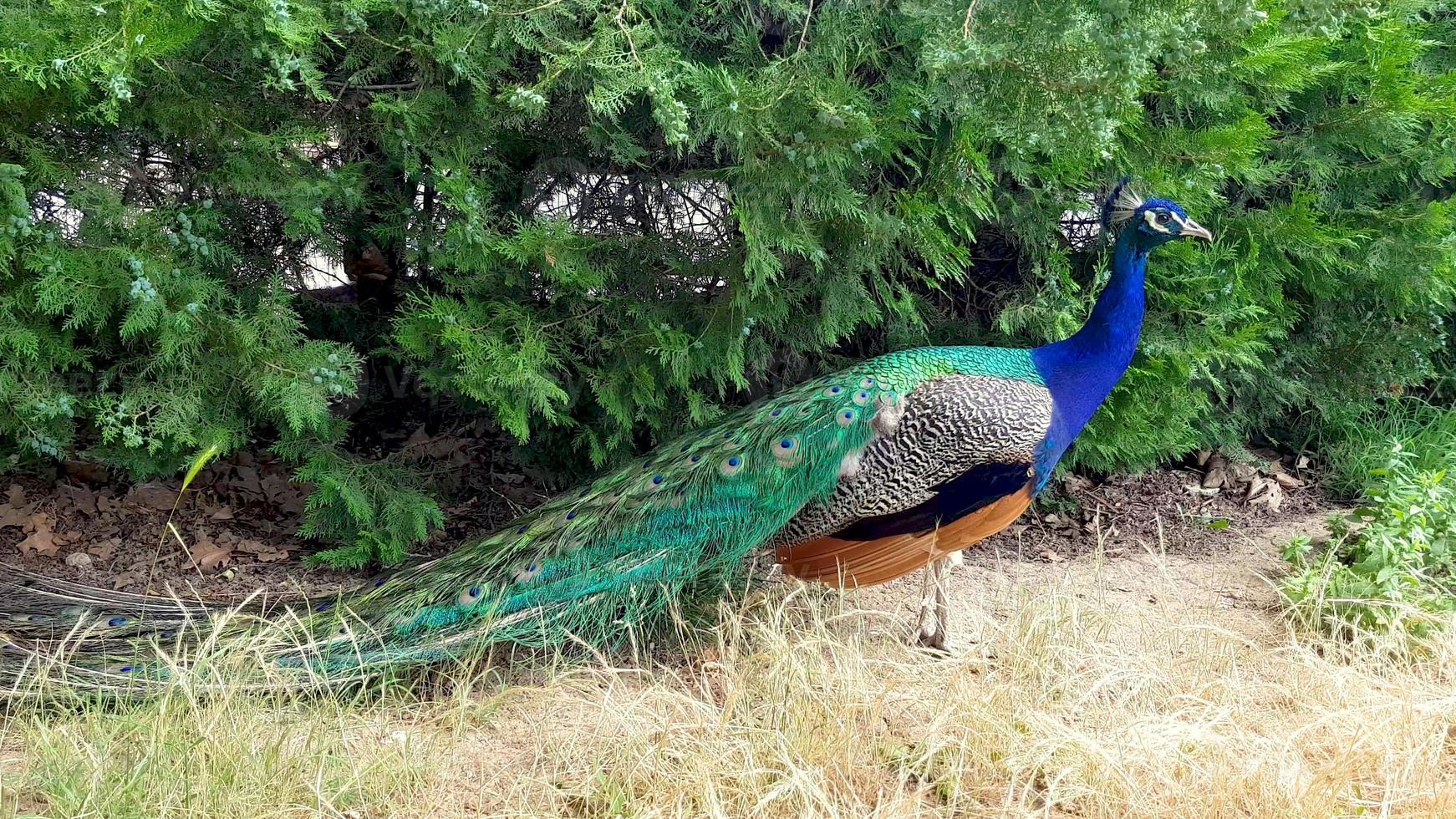 elegante pfauen, die auf dem rasen in einem park in bulgarien herumlaufen. foto