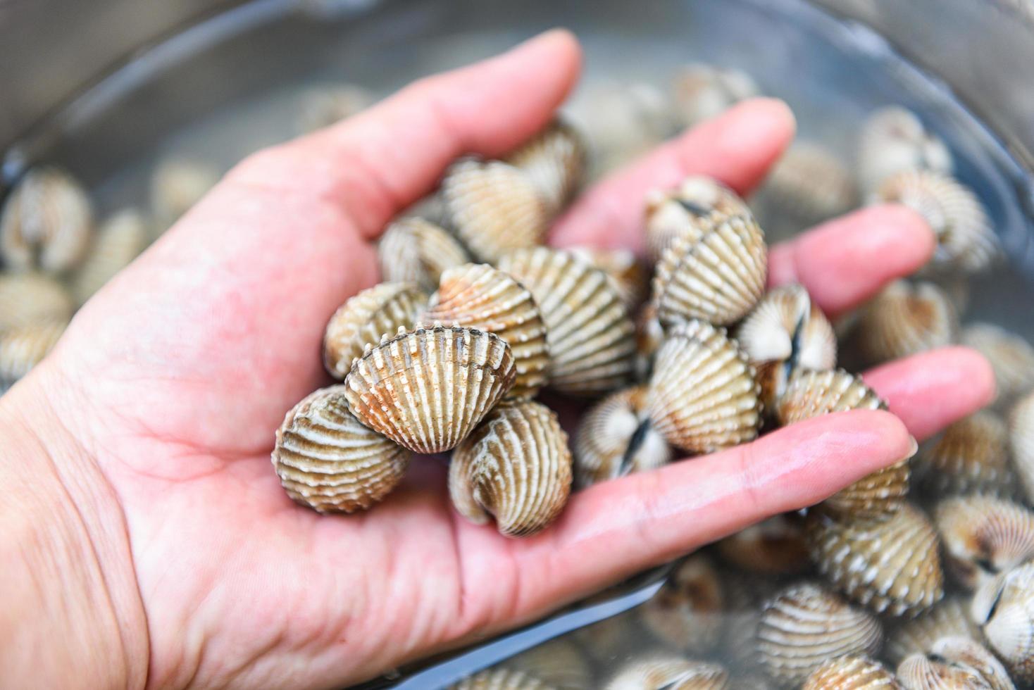 Herzmuscheln auf Handhintergrund, frische rohe Schalentier-Blutmuschel-Ozean-Gourmet-Meeresfrüchte im Restaurant oder auf dem Markt foto