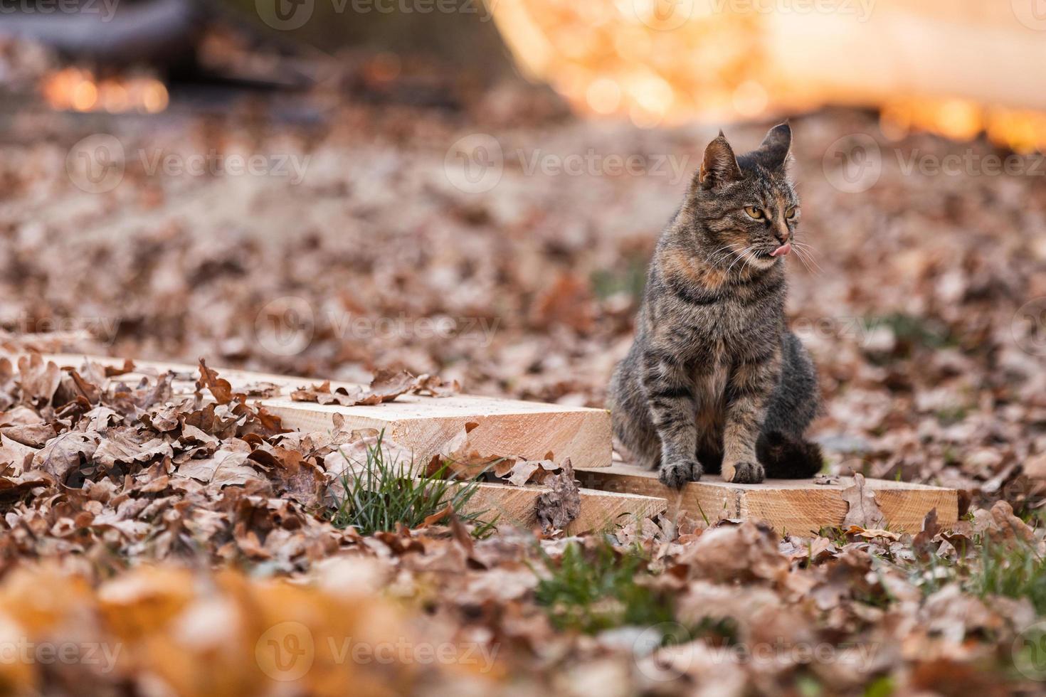 Katze leckt im Park mit Herbstlaub foto