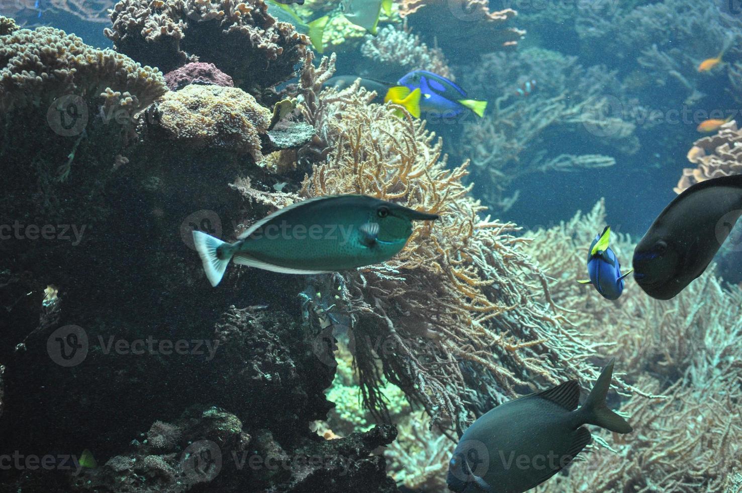 tropische Fische unter Wasser foto