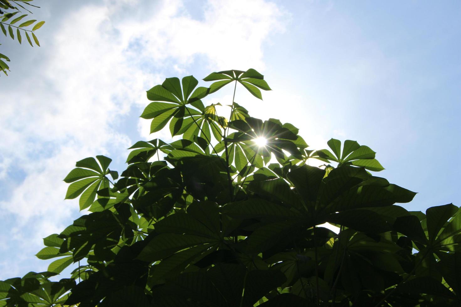 ein Baum mit dichten Blättern und einem strahlend blauen Himmel, von unten oder aus einem niedrigen Winkel gesehen. Perspektive foto