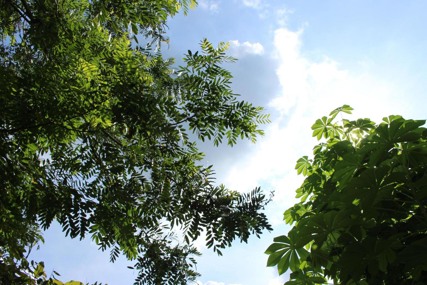 ein Baum mit dichten Blättern und einem strahlend blauen Himmel, von unten oder aus einem niedrigen Winkel gesehen. Perspektive foto