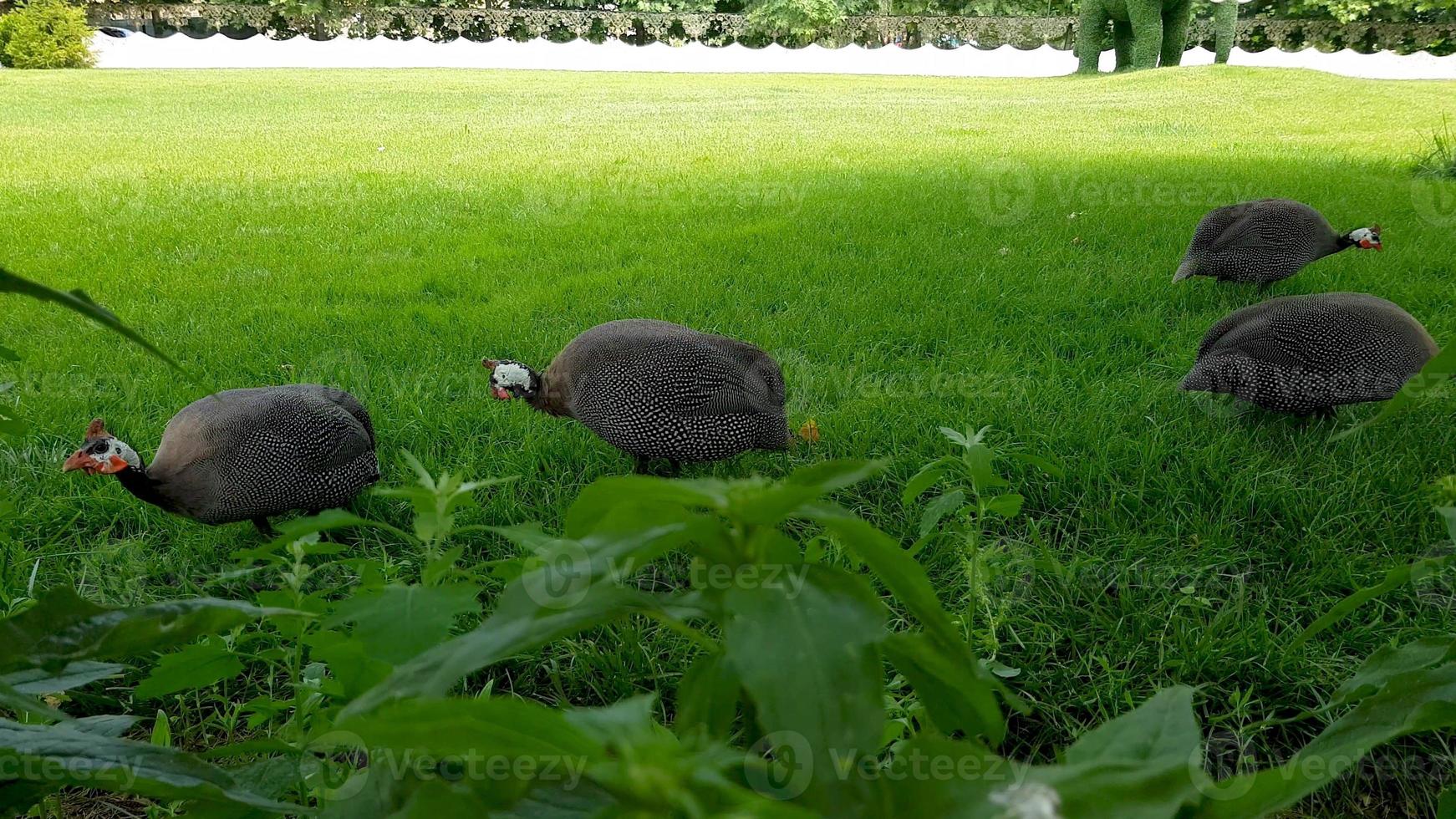 behelmter Perlhühner- oder Perlhühnervogel, der auf dem Rasen in einem öffentlichen Park spazieren geht. foto