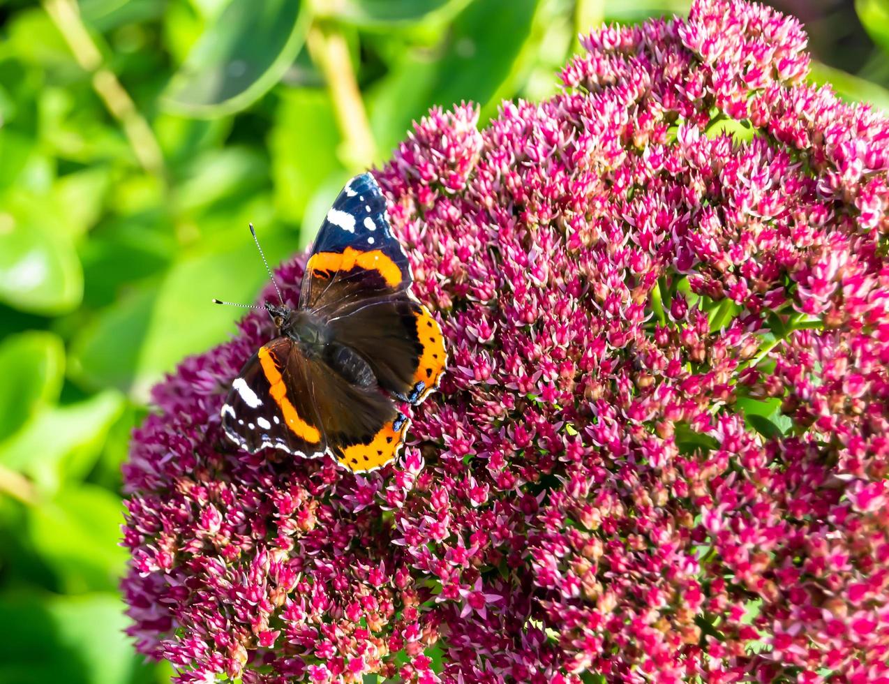 Fotografie zum Thema schöner schwarzer Schmetterling Monarch foto