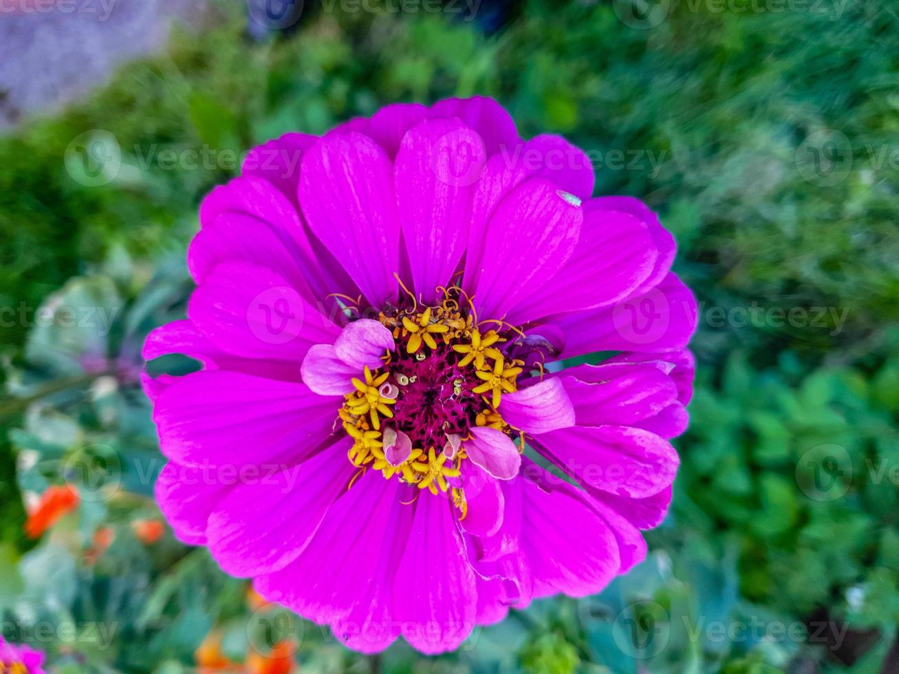 rosa flauschige Blume aus nächster Nähe foto