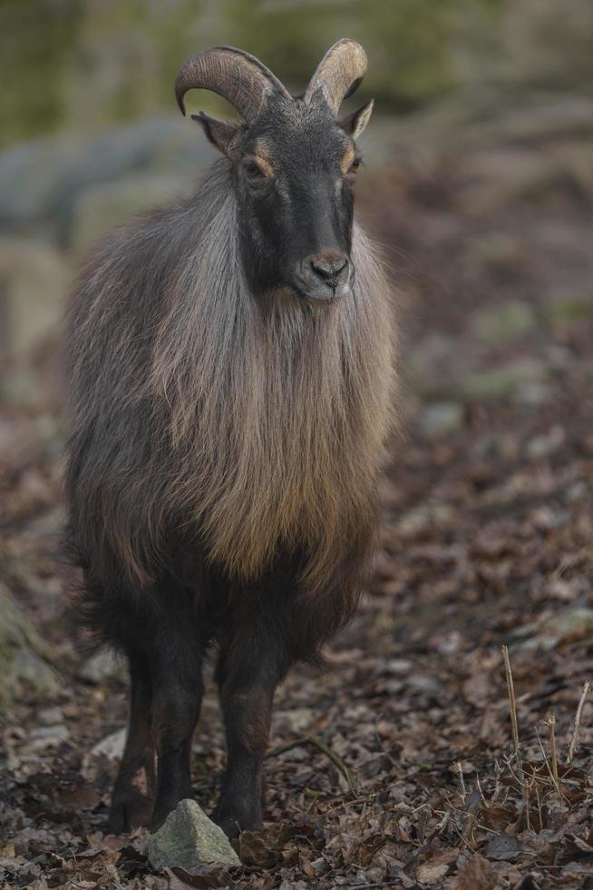 Porträt des Himalaya-Tahr foto