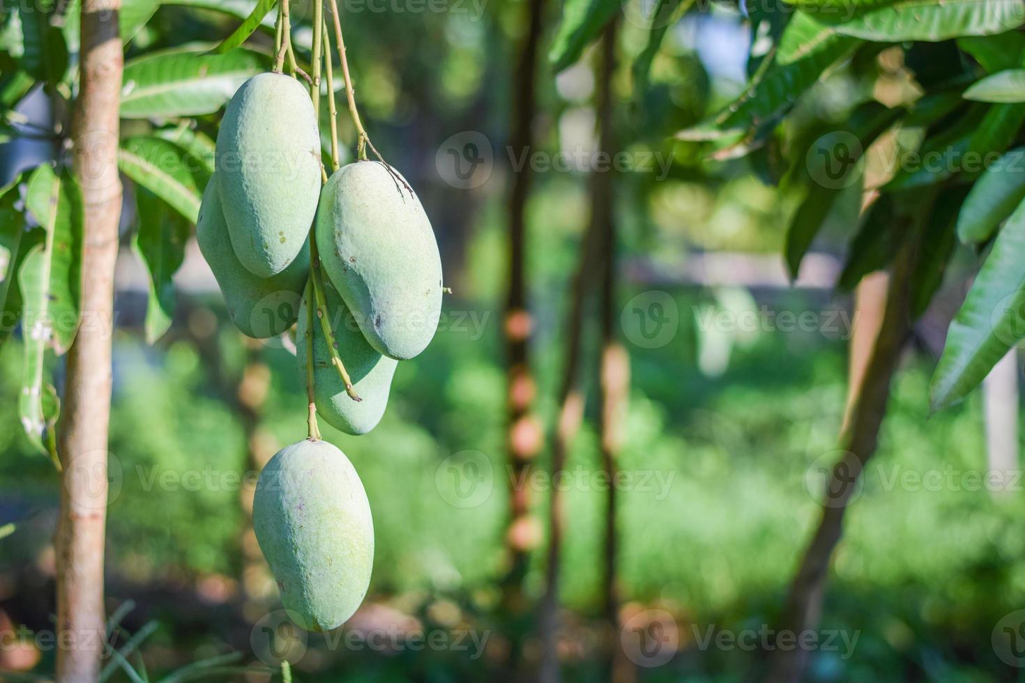 Mangofrucht am Baum im Garten foto