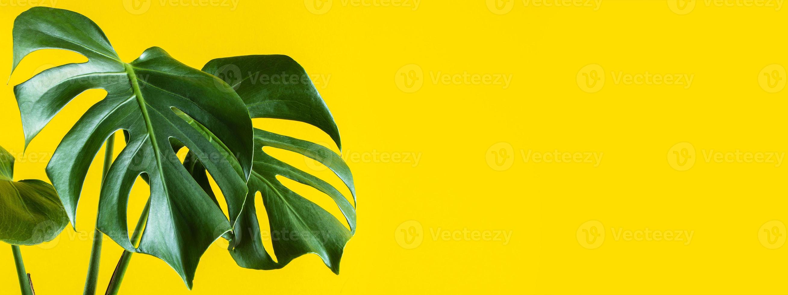 trendige tropische Zimmerpflanze Monstera Deliciosa. grüne Blätter von Monstera auf gelbem Hintergrund. foto