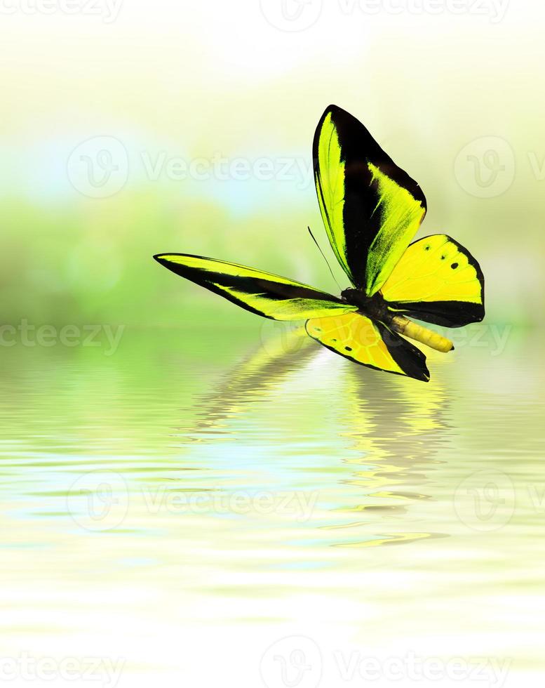 schöner bunter echter Schmetterling, der auf grünem Hintergrund fliegt foto