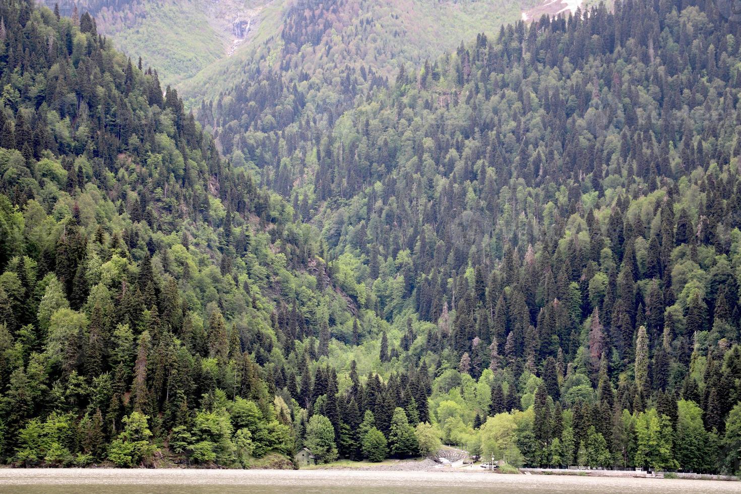 Berge, die von grünem Wald bedeckt sind foto