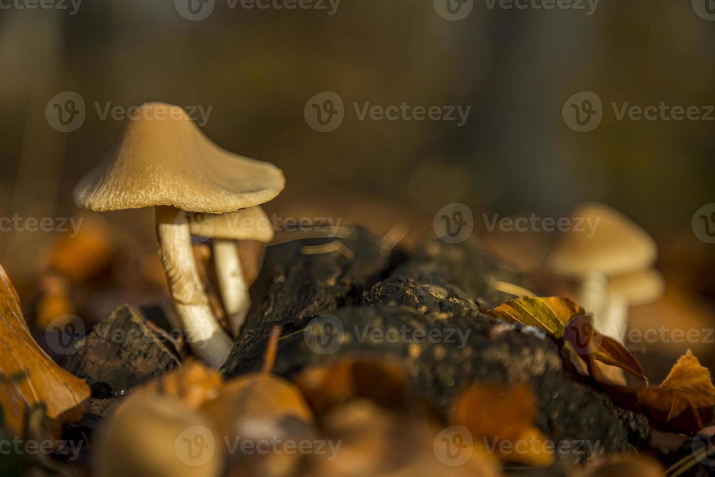 wilder waldpilz in den wäldern österreichs im herbst. Das Bild der Pilze mit schönem Bokeh wurde an einem warmen Septembertag aufgenommen. foto