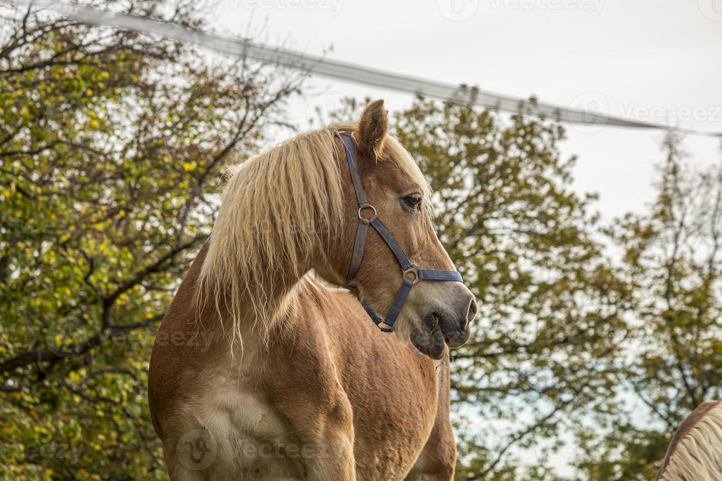 braunes Pferd auf dem Feld, braunes Pferdeportrait. foto