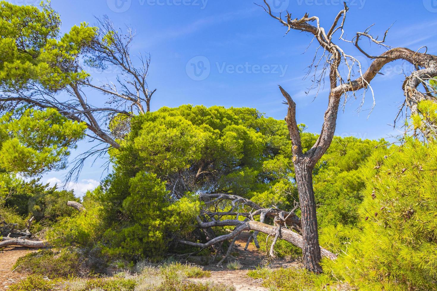 naturwaldlandschaft trekkingpfad kann picafort mallorca spanien. foto