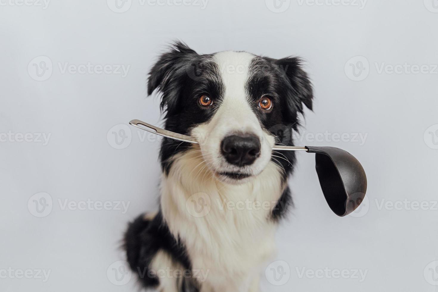 lustiger süßer Hündchen-Border-Collie, der Küchenlöffelkelle im Mund hält, isoliert auf weißem Hintergrund. kochhund kocht abendessen. hausgemachtes essen, restaurantmenükonzept. Kochvorgang. foto