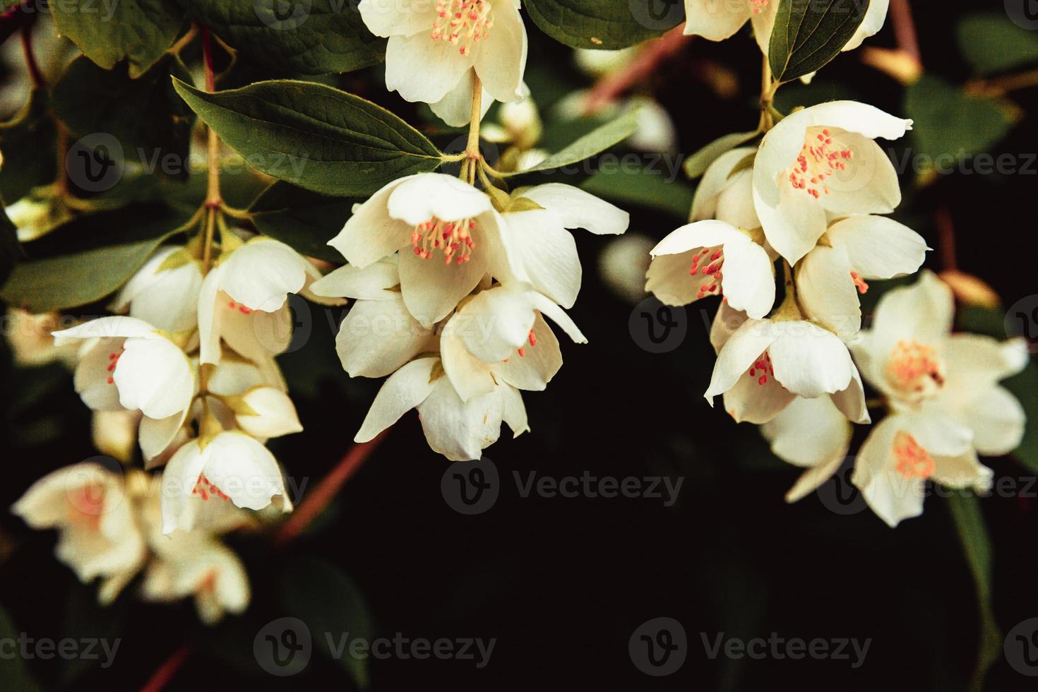 Schöne weiße Jasminblüten blühen im Frühling. Hintergrund mit blühendem Jasminstrauch. inspirierender natürlicher frühlingsblühender garten oder park. Blumenkunstdesign. Aromatherapie-Konzept. foto