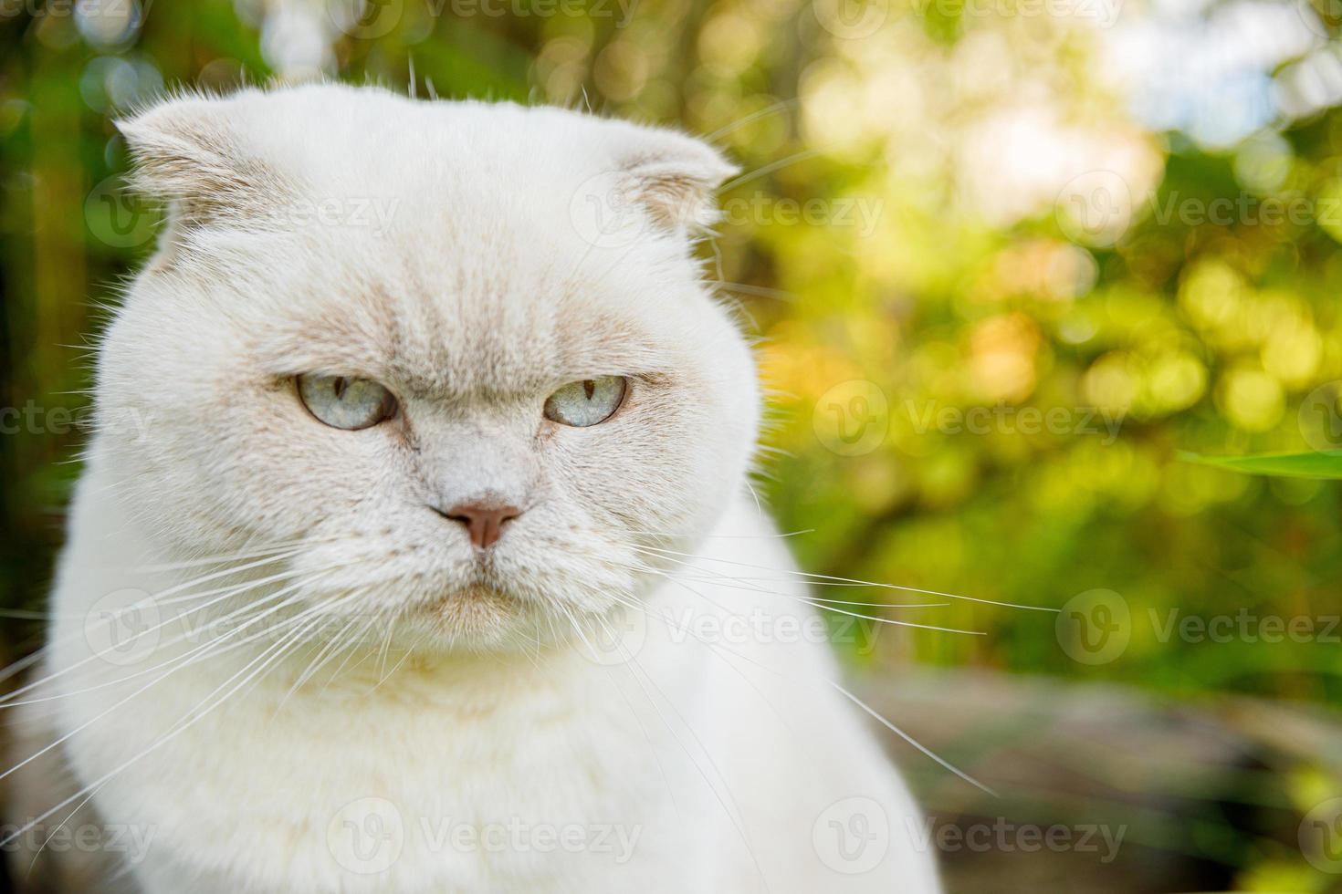 Lustiges Porträt eines kurzhaarigen weißen Kätzchens auf grünem Hinterhofhintergrund. Britische Katze, die an Sommertagen im Garten spazieren geht. tierpflege gesundheits- und tierkonzept. foto