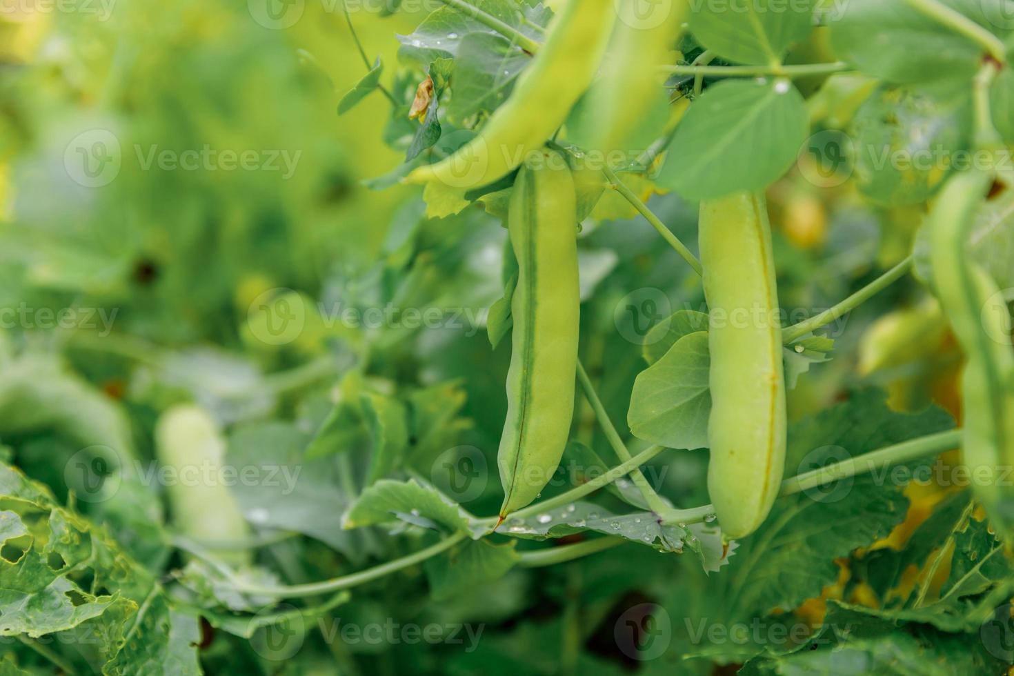 garten- und landwirtschaftskonzept. Perfekte grüne, frische, reife Bio-Erbsen, die auf Zweigen im Garten erntereif sind. vegane vegetarische Lebensmittelproduktion aus eigenem Anbau. lokaler Garten produziert saubere Erbsenschoten. foto