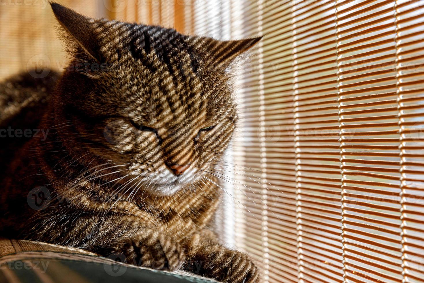 lustige Porträt arrogante kurzhaarige Tabby-Hauskatze, die sich zu Hause in der Nähe von Jalousien entspannt. kleines kätzchen schönes familienmitglied, das im haus spielt. tierpflege gesundheits- und tierkonzept. foto