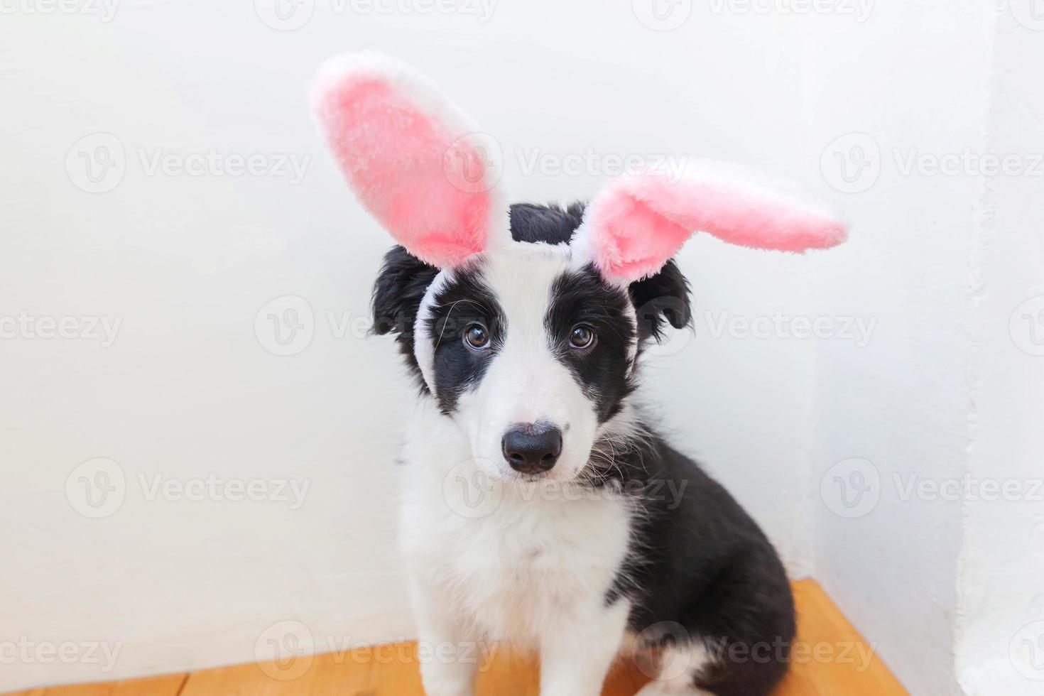 frohes ostern-konzept. Lustiges Porträt eines niedlichen, lächelnden Hundewelpen-Border-Collie mit Osterhasenohren isoliert auf weißem Hintergrund foto