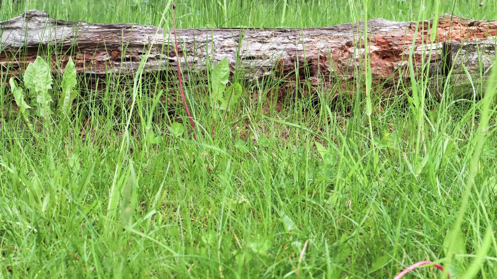 alter Benutzername grünes Gras. trockener alter Baumstamm im Gras liegt foto