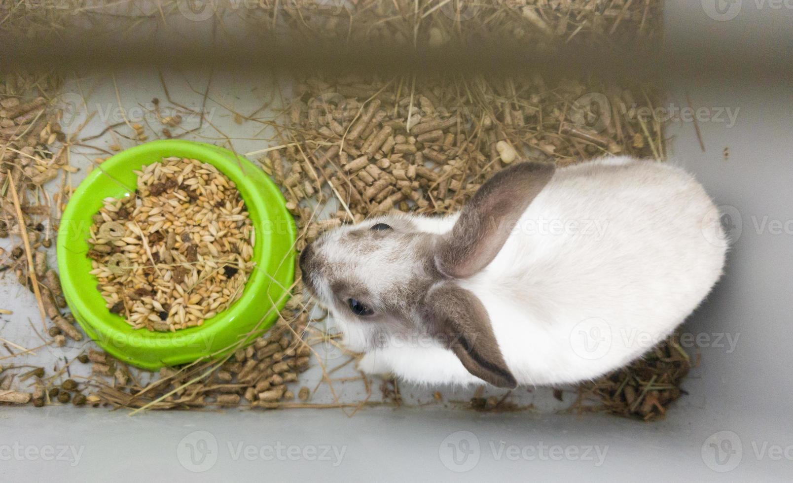 Heimdekorkaninchen in einem grauen Käfig von grauweißer Farbe. Kaninchen frisst aus einer grünen Schüssel. eine Reihe von Fotos eines süßen und flauschigen Nagetiers. kleines osterferiensymbol, osterhase