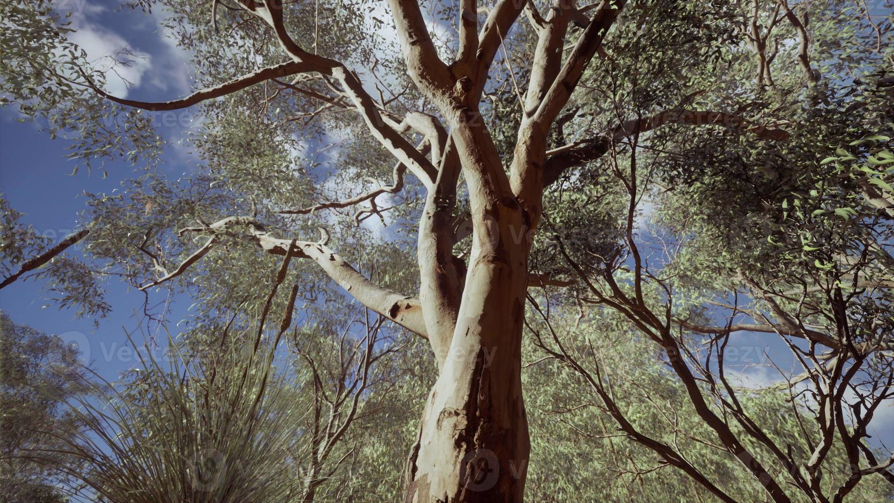 Eukalyptus im roten Zentrum Australiens foto