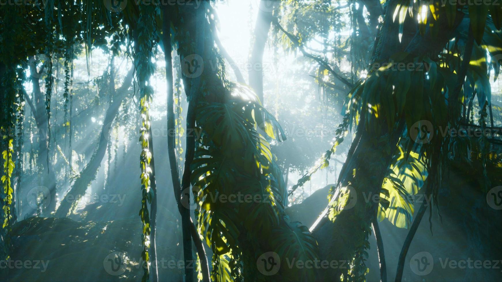 tiefer tropischer Dschungelregenwald im Nebel foto