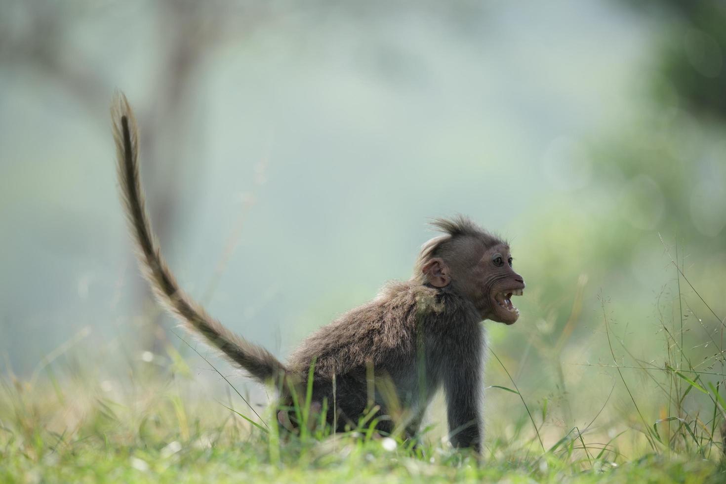 wilde Tiere im Wald foto