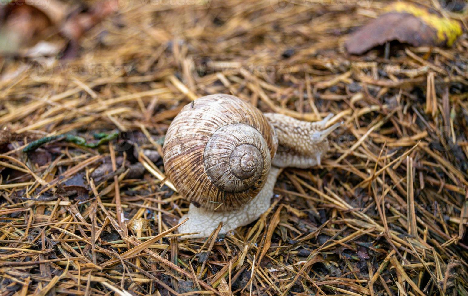 große Gartenschnecke im Schneckenhaus kriecht auf nasser Fahrbahn foto