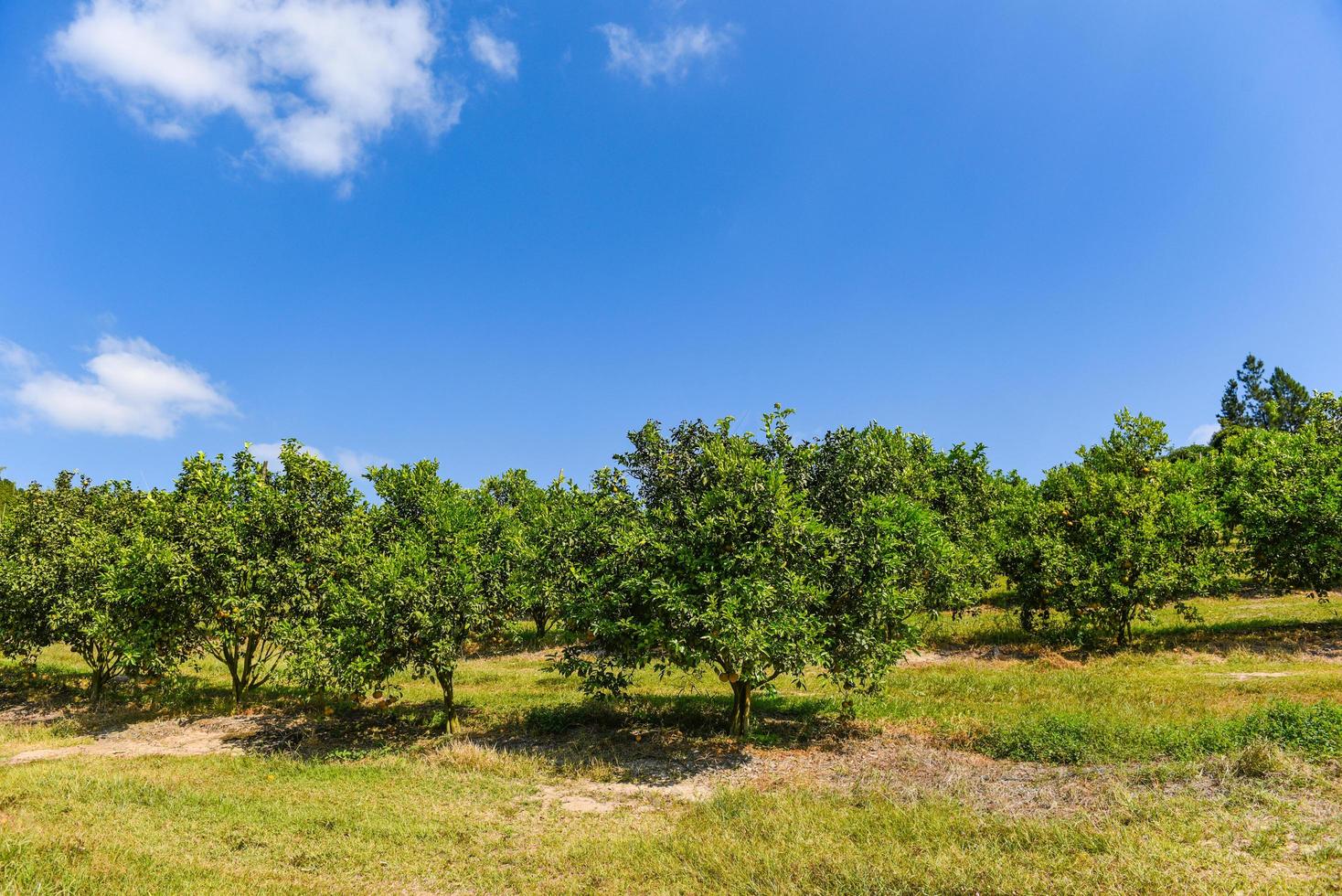 Orangenfrucht am Orangenbaum im Sommergarten. foto