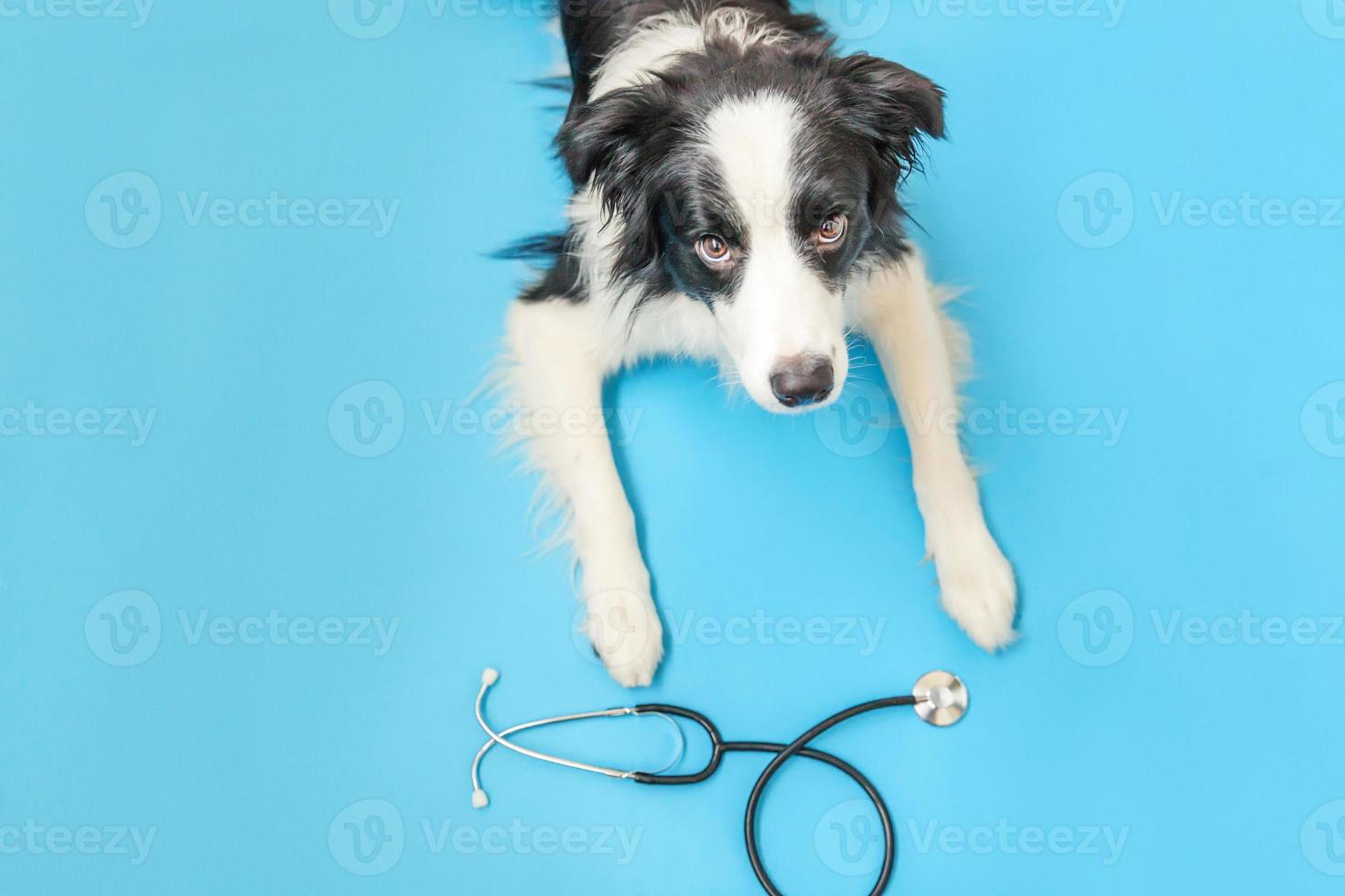 Hündchen-Border-Collie und Stethoskop isoliert auf blauem Hintergrund. kleiner Hund an der Rezeption beim Tierarzt in der Tierklinik. Tiergesundheitspflege und Tierkonzept foto