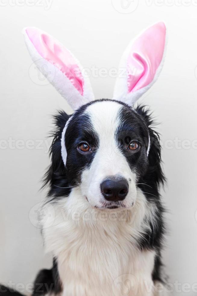 frohes ostern-konzept. lustiges Porträt von niedlichen lächelnden Hündchen-Border-Collie mit Osterhasenohren isoliert auf weißem Hintergrund. Vorbereitung auf den Urlaub. Frühlingsgrußkarte. foto