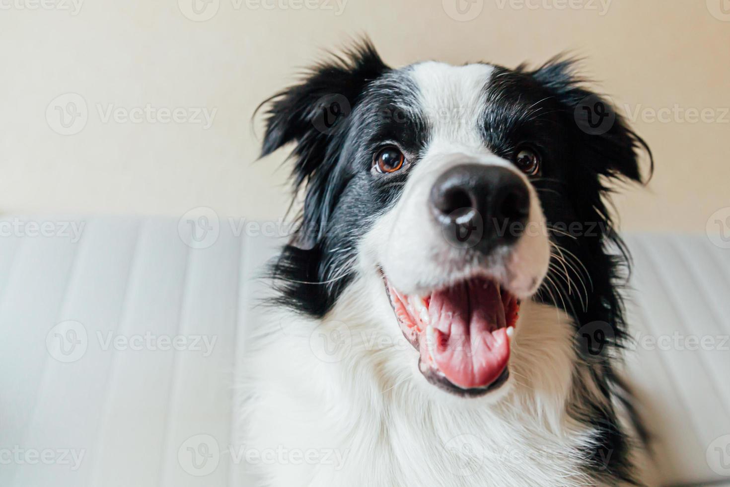 lustiges Porträt eines süßen, lächelnden Hündchen-Border-Collie auf der Couch foto